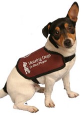 hearing-dog-charity